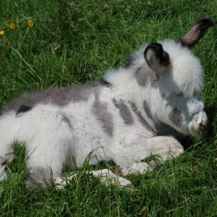 Eselswanderung am 15.07.2023